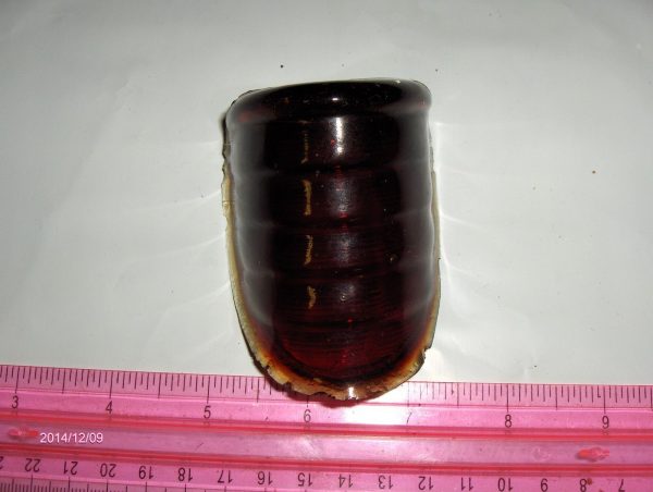 **ON SALE**Harley,Knuckle,Flathead 100% Glass Beehive Tail Light Len 1939-46  P/N 68090-39